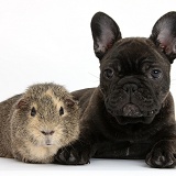 Dark brindle French Bulldog pup and Guinea pig