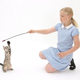 Girl playing with a tabby kitten using a lure