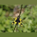 Ascalaphid or owlfly