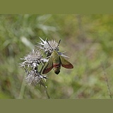 Olive Bee Hawkmoth