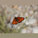 Spotted Fritillary butterfly