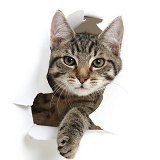 Tabby kitten bursting through paper