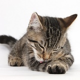 Tabby kitten grooming his paw