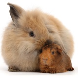 Windmill-eared Lionhead x Lop rabbit and baby Guinea pig