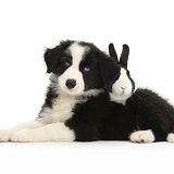 Black-and-white Border Collie pup and black Dutch rabbit