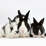 Dutch rabbit and black-and-white baby bunnies