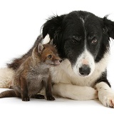 Red Fox cub and Border Collie