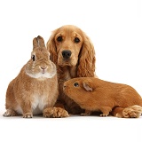 Golden Cocker Spaniel and red Guinea pig and rabbit