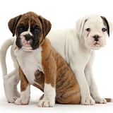 Two Boxer puppies together