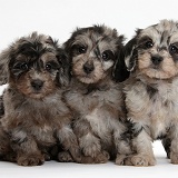 Three cute black-and-grey merle Daxiedoodle pups