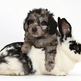 Daxiedoodle puppy and rabbit