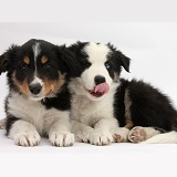 Tricolour Border Collie pups