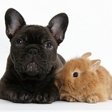 French Bulldog pup and baby bunny