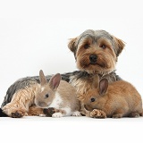 Yorkie and baby bunnies