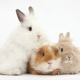 Shaggy Guinea pig and fluffy bunnies