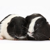 Black-and-white Guinea pigs