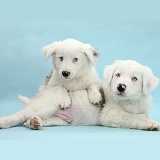 Mostly white Border Collie pups on blue background