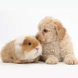 Toy Labradoodle puppy and shaggy Guinea pig
