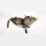 Cute tabby kittens in a hammock