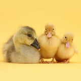 Yellow gosling and ducklings on yellow background