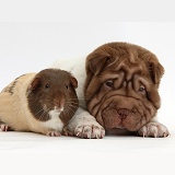 Shar Pei pup and Guinea pig