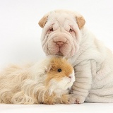 Shar Pei pup and shaggy Guinea pig