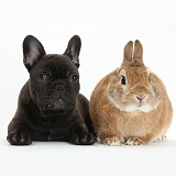 French Bulldog pup and rabbit