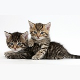 Two cute tabby kittens