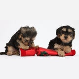 Yorkipoo pups with a Christmas cracker