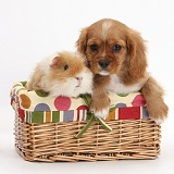 Ruby Cavalier pup and Guinea pig in a basket