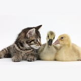 Cute tabby kitten with yellow goslings