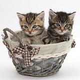 Cute tabby kittens in a wicker basket