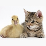 Cute tabby kitten with yellow gosling