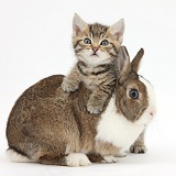 Cute tabby kitten and rabbit