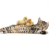 Cute tabby kitten with yellow ducklings