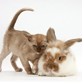 Burmese kitten and rabbit