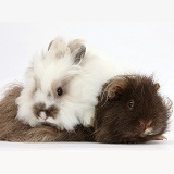 Shaggy Guinea pig and fluffy rabbit