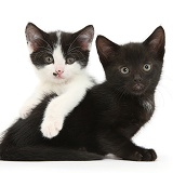 Black and black-and-white tuxedo kittens