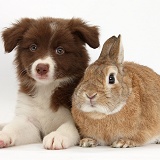 Chocolate Border Collie pup and rabbit