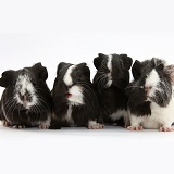 Young black-and-white Guinea pigs