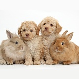Toy Labradoodles and fluffy bunnies