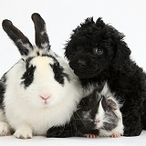 Toy Labradoodle with Guinea pig and rabbit