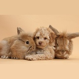 Toy Labradoodle puppy and rabbits