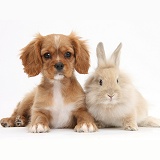 Ruby Cavalier pup and fluffy bunny