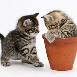 Cute tabby kittens with a flowerpot