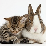 Cute sleepy tabby kitten and rabbit