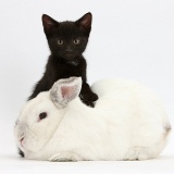 Black kitten, 9 weeks old, and white rabbit