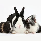 Black Dutch rabbit and young Guinea pigs