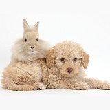 Toy Labradoodle puppy and fluffy bunny