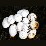 Grass snake eggs